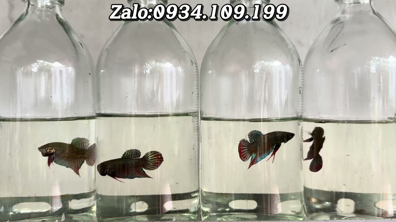 Cá Lai biệt xiêm ido mùa 2 tặng 1 giá rẻ như cho