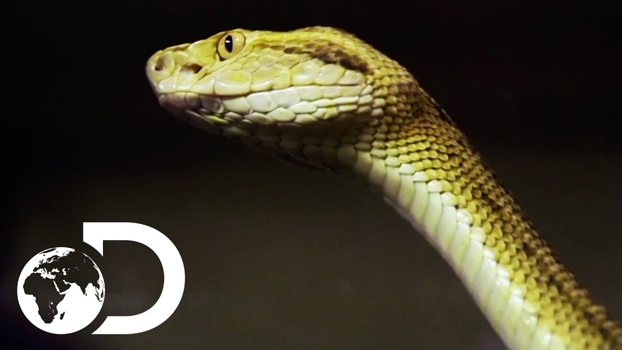 Getting Up Close And Personal With Brazil's Golden Lancehead Snake | Treasure Quest: Snake Island