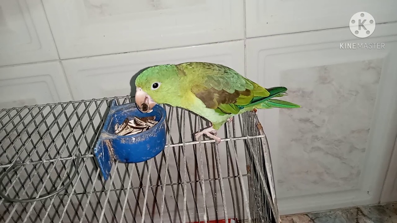 PERICOS VERDES - COMO AMANSAR UN PERICO  PERIQUITO MUY AGRESIVO - DON PACIENCIA