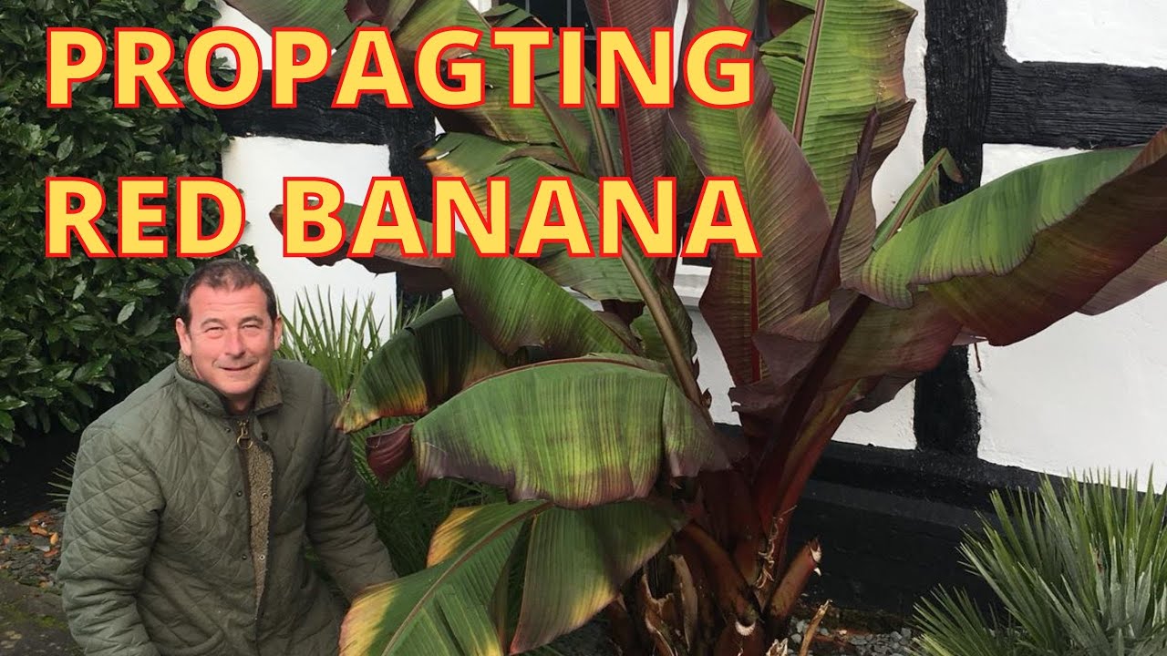 Red Banana Propagation
