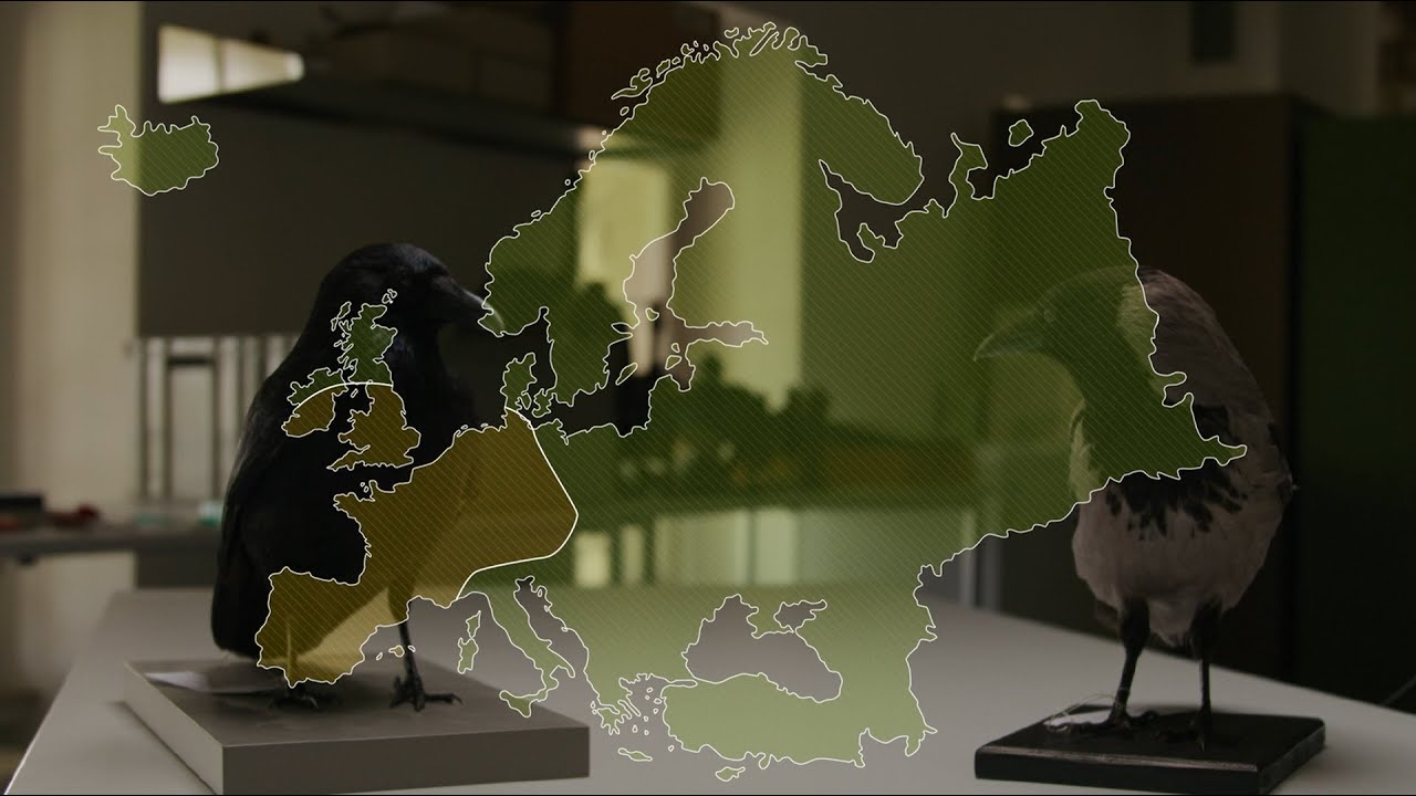 Digiseum: Was ist eine Art?