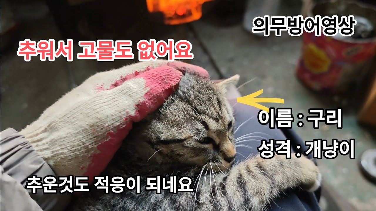 시골고물러,오랫만에 업로드,고물 없어요,막판에 양은 획득,알캔 한자루? 몇 키로, 얼마일까요?