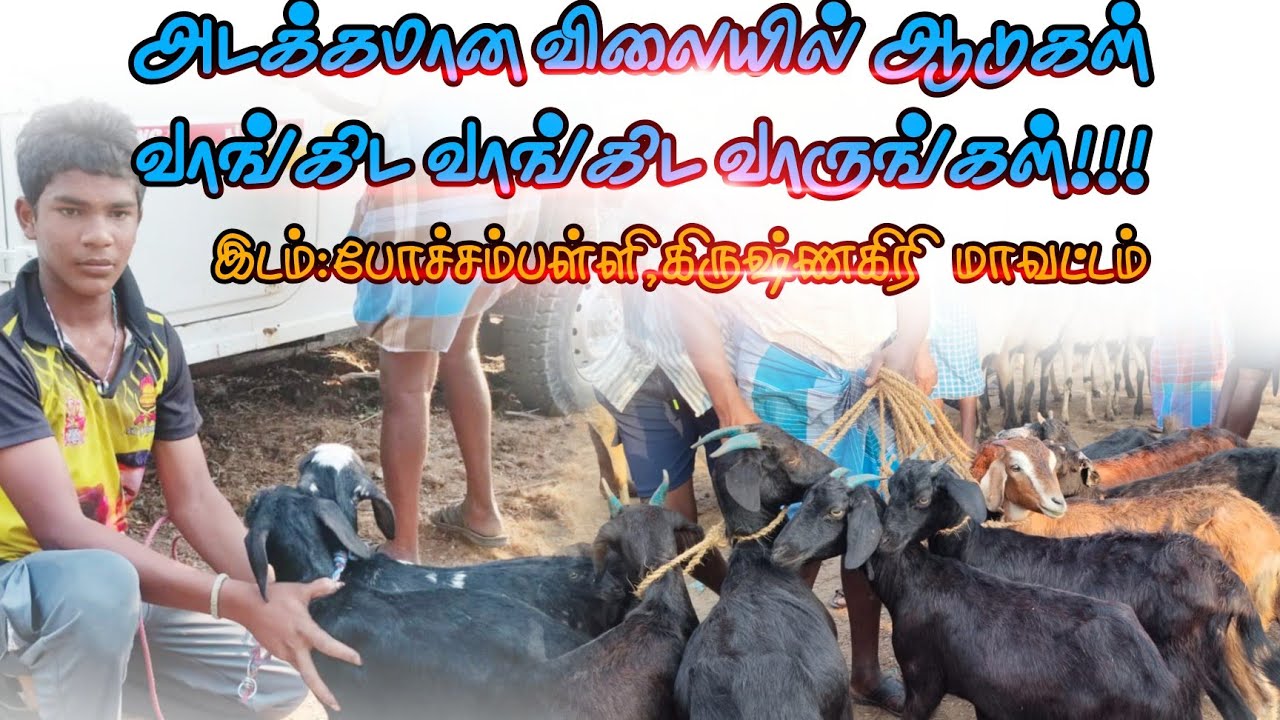 போச்சம்பள்ளி ஆட்டு சந்தை # pochampalli goat Market#shortfeed #goat#goatmarket