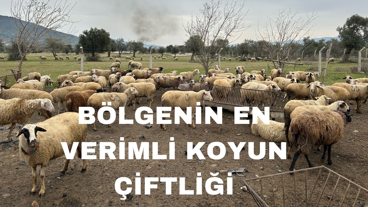 KARYA KIVIRCIK TAHIROVA KOYUN VERİM ÖZELİĞİ.