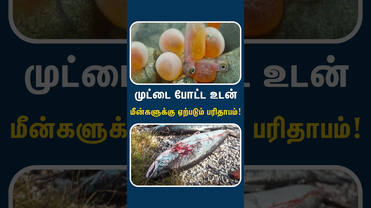 மீன்களின் விசித்திர வாழ்க்கை முறை!! | Birth & death - life cycle of Salmon fishes