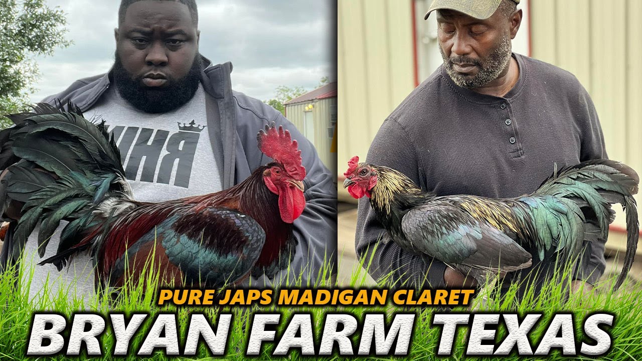 Pure Madigan Claret Japs Joe Goode Grey Albany Leiper Hatch | BRYAN FARM TEXAS