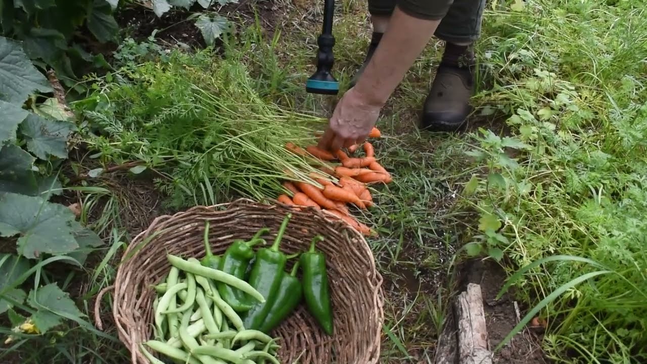 harvesting carrots then potatoes with my daughter
