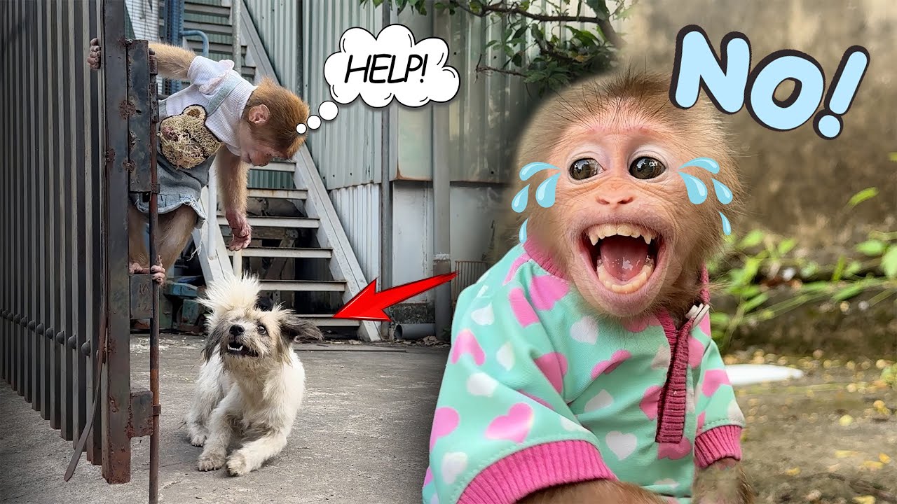 Sunny panics and runs away when a rabid dog attacks Lucky!