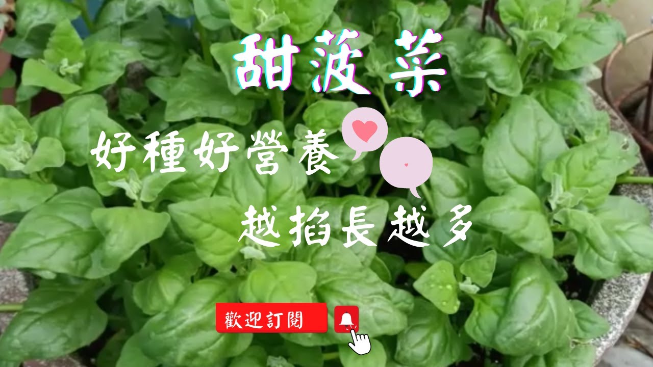 【甜菠菜】種植方法，如何播種？如何採收？可以越採收長越多