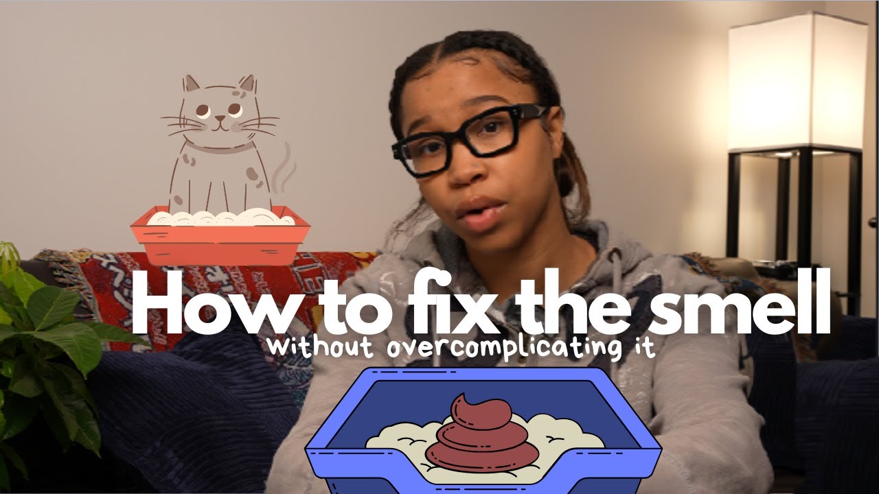 Your House Stinks Because of Your Litter Box