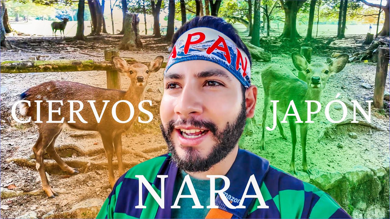 Nara: donde los venados mandan y tú obedeces - JAPÓN