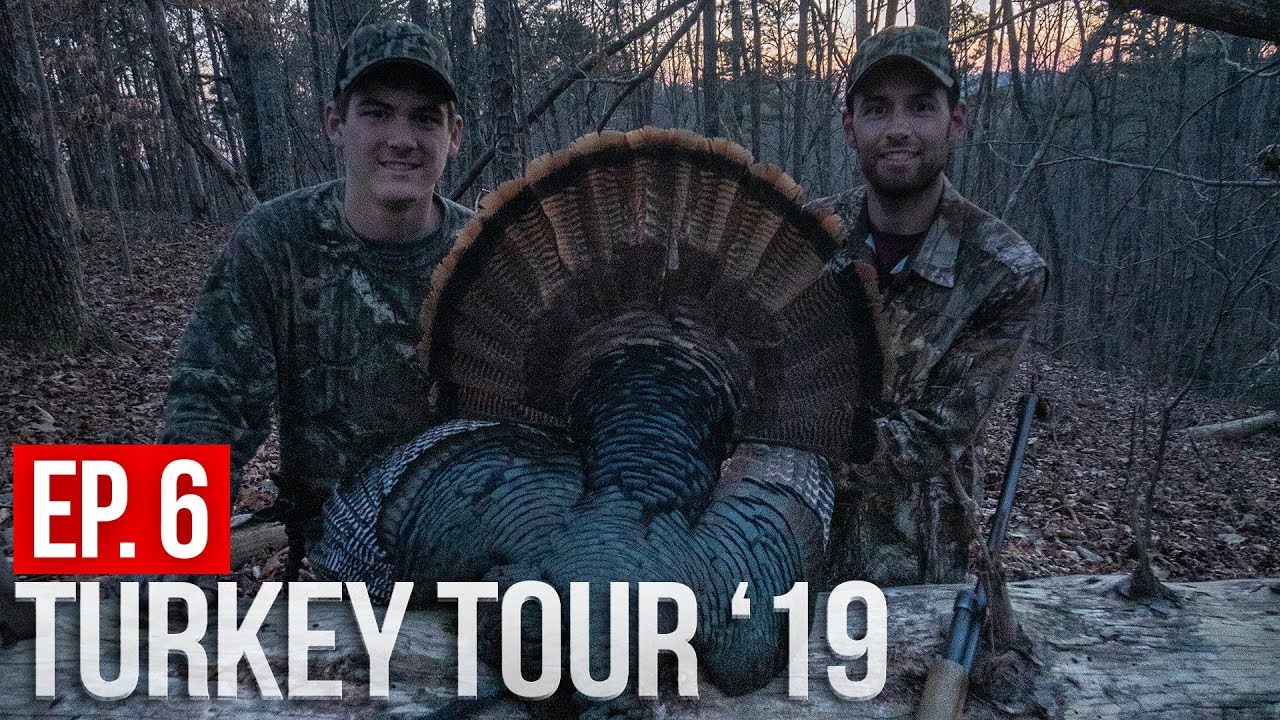 EVENING GOBBLER on PUBLIC LAND!