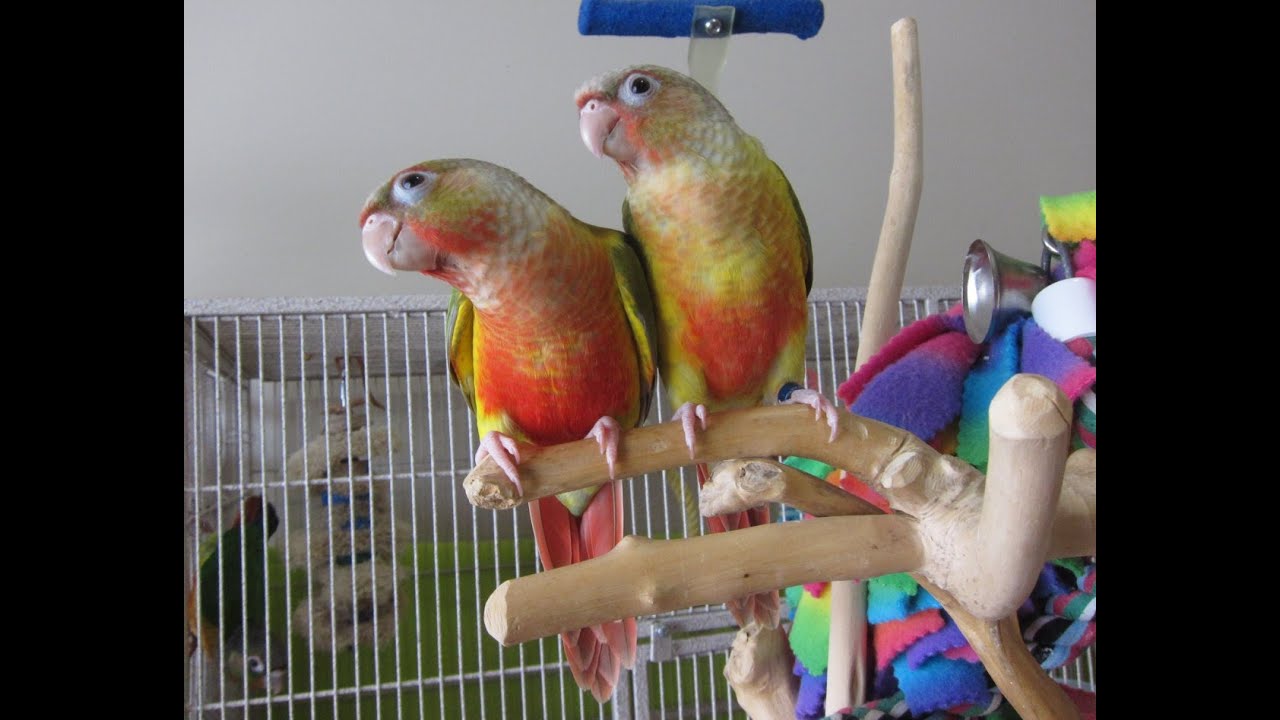 Lola and #177 Baby Pineapple Green Cheek Conures