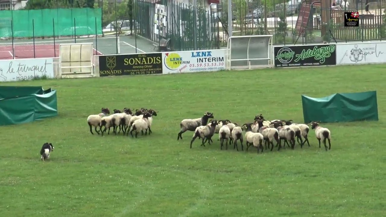 Concours de chien de berger à Garazi 2024