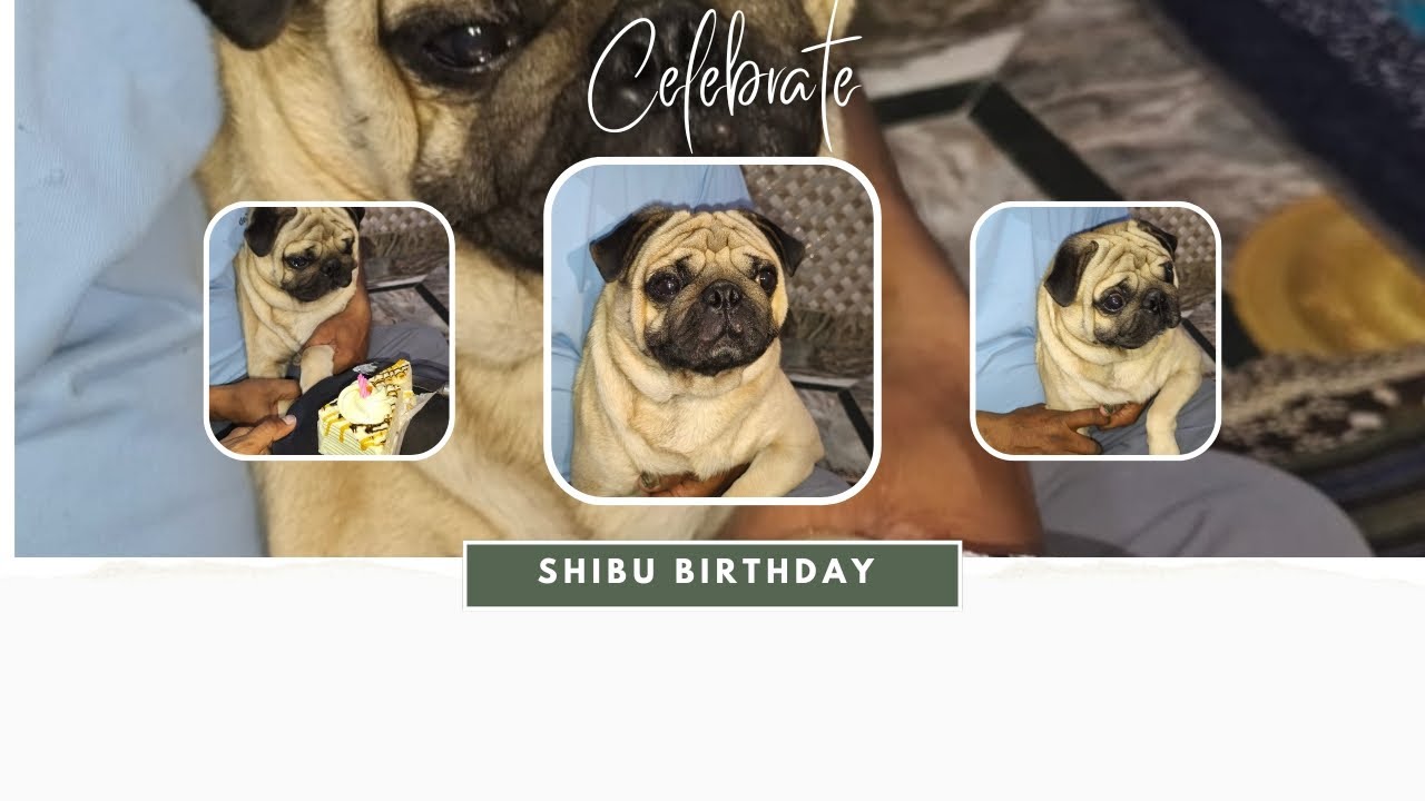 Aj humne banaya Shibu ka birthday #famlivlog #dailyvlog #youtubevideo #vloglife 