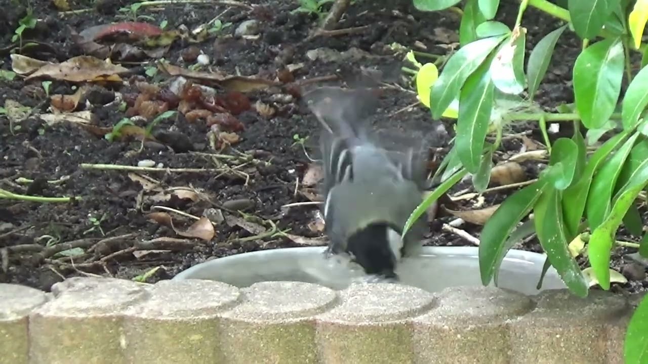 Birds in Garden
