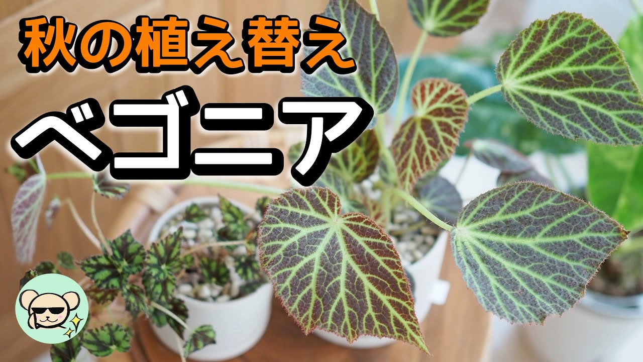 ベゴニアの植え替え＆管理方法【2022年・秋のベゴニア特集＃1】