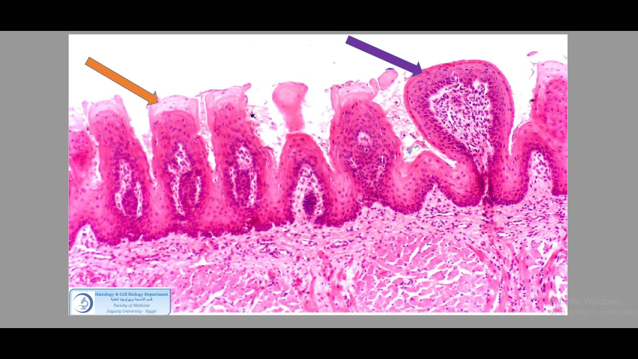 GIT(histology) PRACTICAL