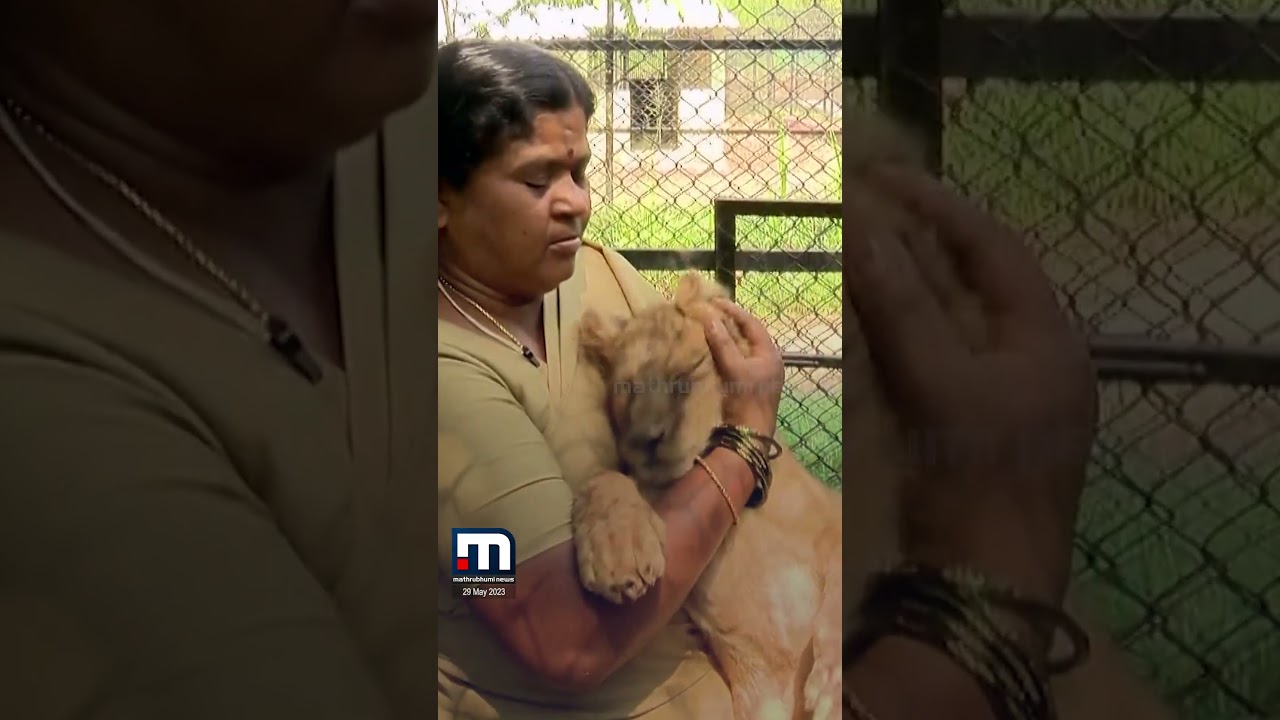 പുലിക്കുഞ്ഞുങ്ങളെയും സിംഹക്കുഞ്ഞുങ്ങളെയും പോറ്റിവളർത്തുന്ന സാവിത്രിയമ്മ! | Bengaluru | Animal care
