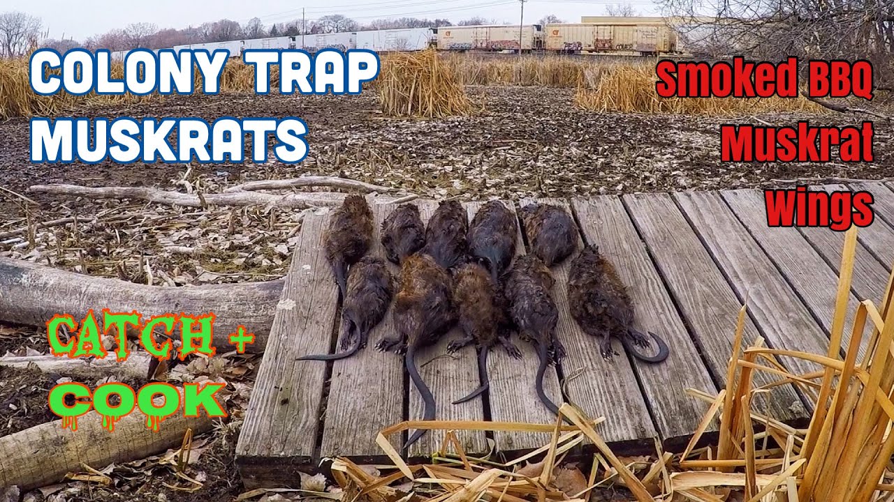 Checking Some Muskrat Colony Traps + Smoked BBQ Muskrat Wings (Catch & Cook)