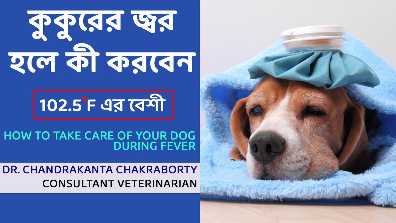 কুকুরের জ্বর হলে কী করবেন - বাড়িতে বসে | How to take care of your pet at home