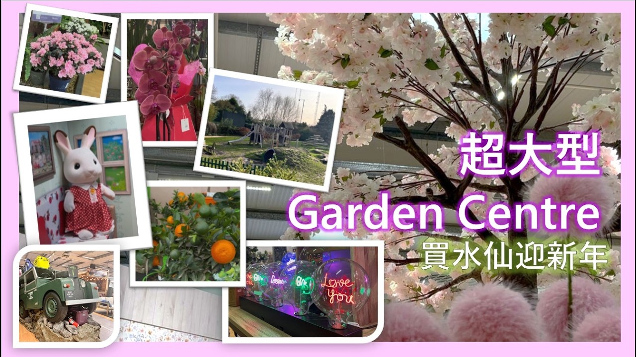 🧧在英小日常｜行超大型 Garden Centre 🌿 買水仙迎新年 🌼