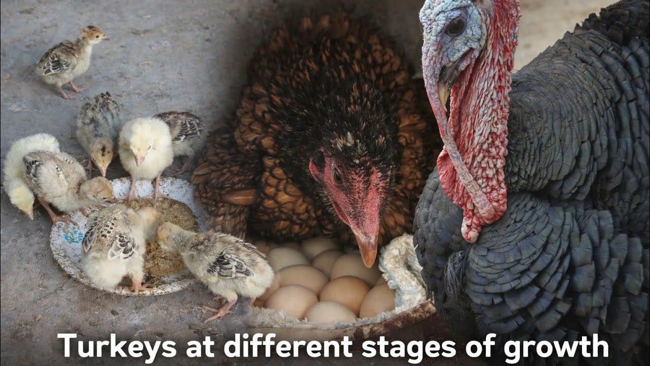 Turkey Farming Complete Guide | From Eggs to Adult Turkey | Fast Growth Tips