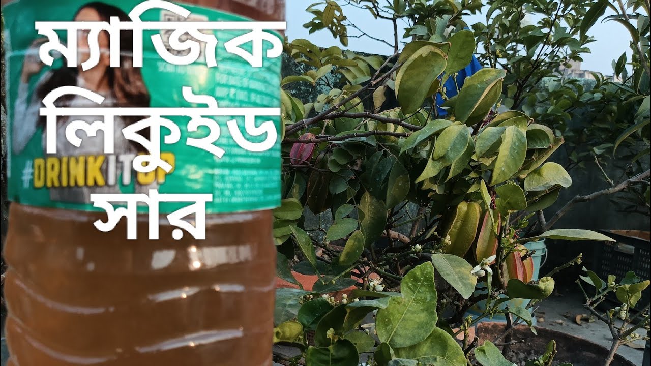 আমি কোন লিকুইড সার বারোমাস ব্যবহার করি জেনে নিন যার জন্য গাছ ফলে ভরে থাকে | garden 