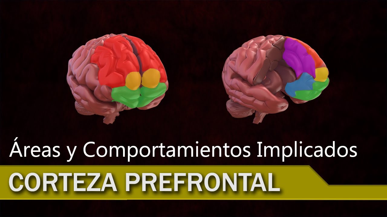 La corteza prefrontal y las principales habilidades que involucra