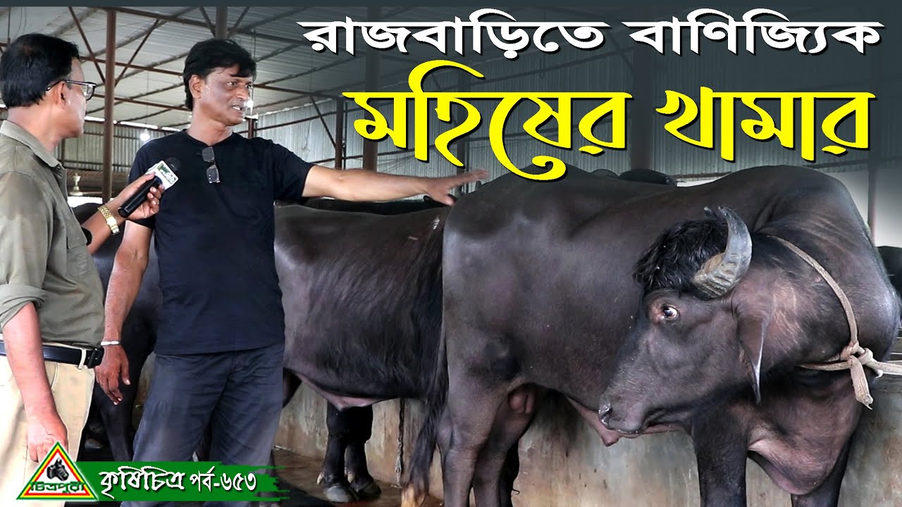 653-ঈদ ধামাকা 2021,এবার দেখুন মাহি ক্যাটেল ফার্মের ষাড় মহিষ । ষাড় মহিষের খামার রাজবাড়ী-KrishiChitra