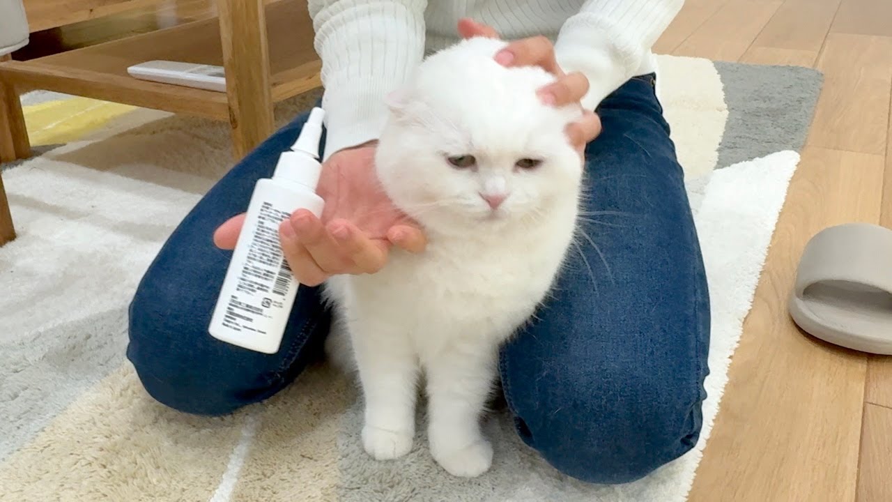 猫に耳掃除をしたら大声で鳴いちゃいました…！