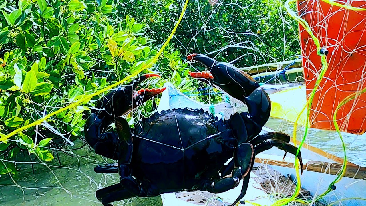 Menangkap Kepiting Pakai Jaring