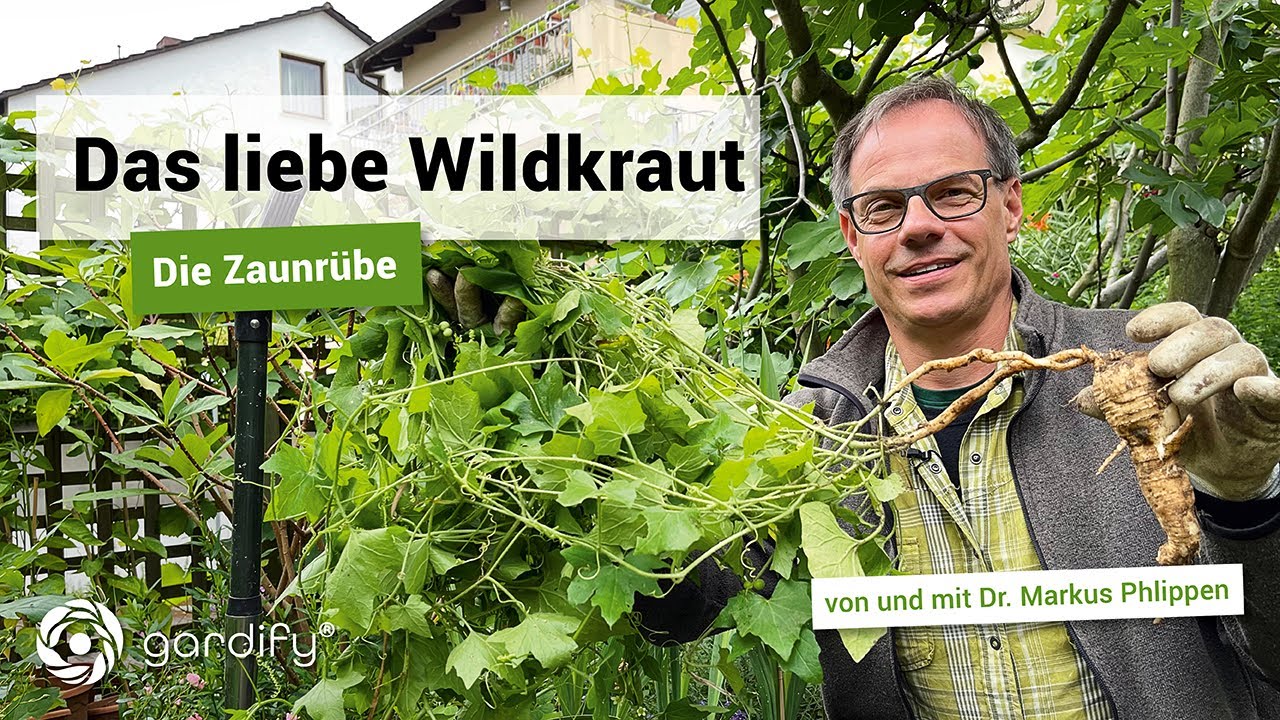 Das liebe Wildkraut – Die Zaunrübe, Giftpflanzen, Unkraut, Jäten | gardify Tipps