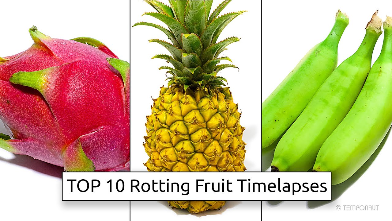 TOP 10 Rotting Fruit Timelapse Videos