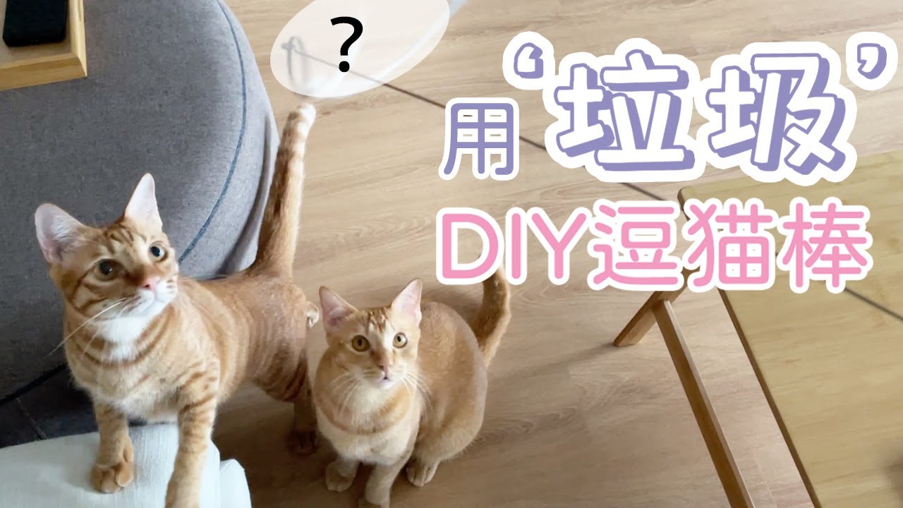 用垃圾DIY逗猫棒 | 0成本还玩不腻！