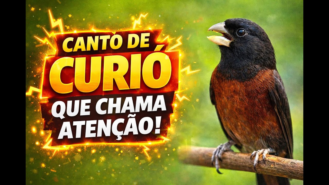 SEU CURIÓ VAI FICAR MONSTRO COM ESSE CANTO - TREINO DE CURÍO 😬