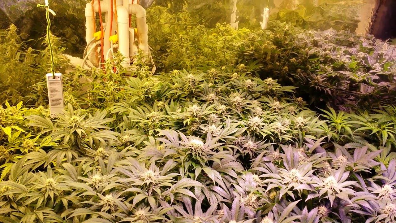 Payote Critical - Barney's Farms Flower Room