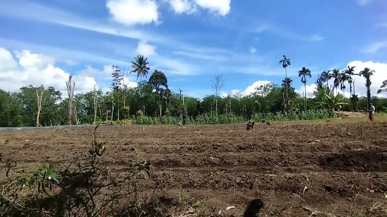 proses lahan cabe