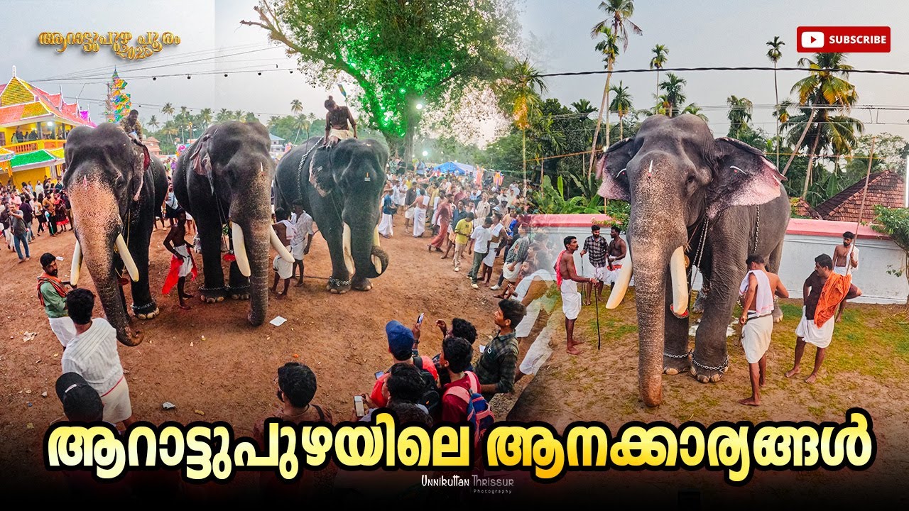 ആറാട്ടുപുഴ പൂരത്തിലെ  ആനത്താരങ്ങൾ | Arattupuzha Pooram Elephants |@unnikuttanthrissur8 #pooram2025