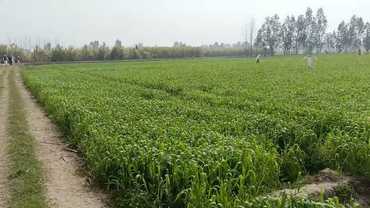 10 bigha kirshi land in bijnor up contact 8865061750