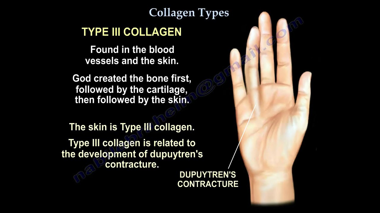 Collagen Explained: Types, Functions, and Role in Bone Healing