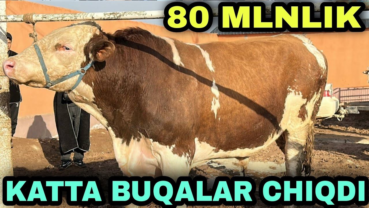 BUGUN MOLBOZORDA PARODA BUQALAR KO'P CHIQDI ZANG MOLBOZORI 07.02.2026