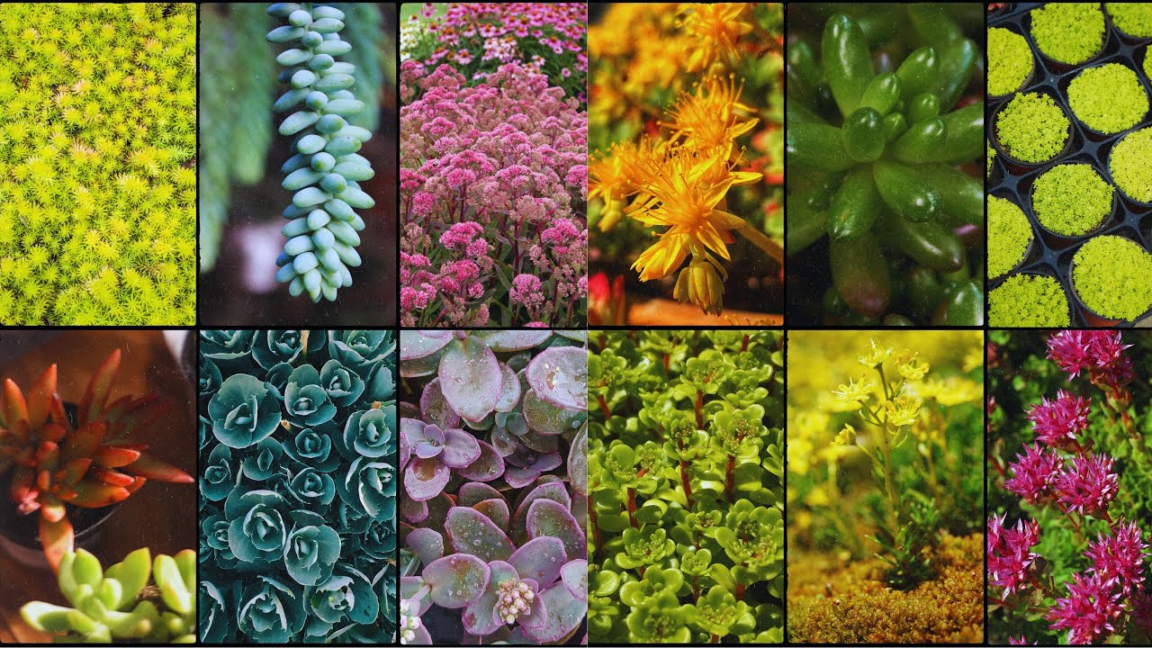 SEDUM PLANT VARIETIES - Plants Weekly