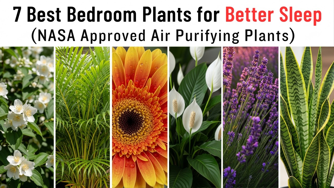 7 Best Bedroom Plants for Better Sleep 🌿 (NASA Approved Air Purifying Plants You Need Tonight!)