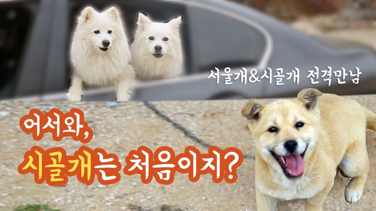 스피츠들, 시골개들을 처음 만난 반응