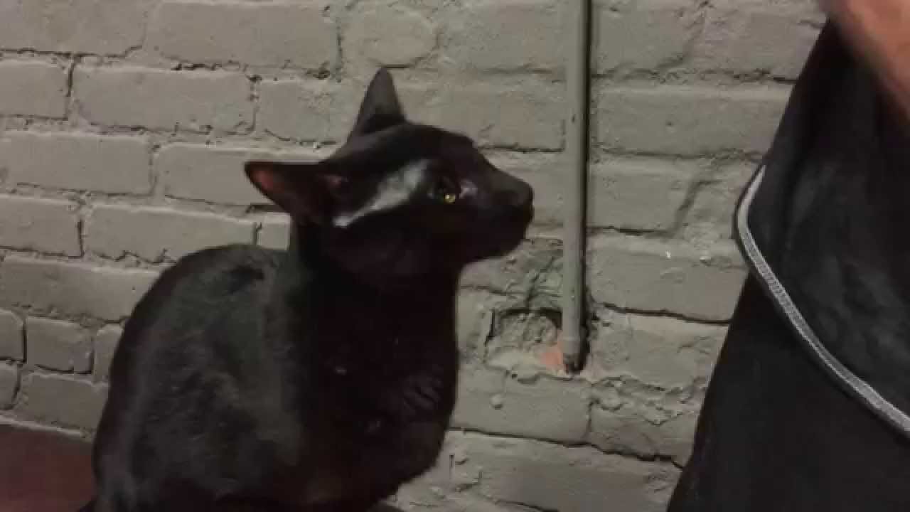 Cat Behaviorist, Dr. Sandra Lyn, interacting with cats at 2015 Purina Better With Pets Summit