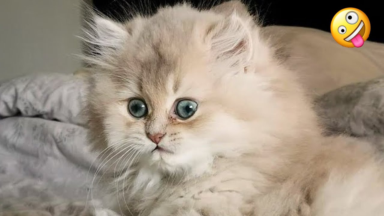 So Funny! Funniest Cats and Dogs 2024🤔New Funny Animals 2024😹🐕 part92