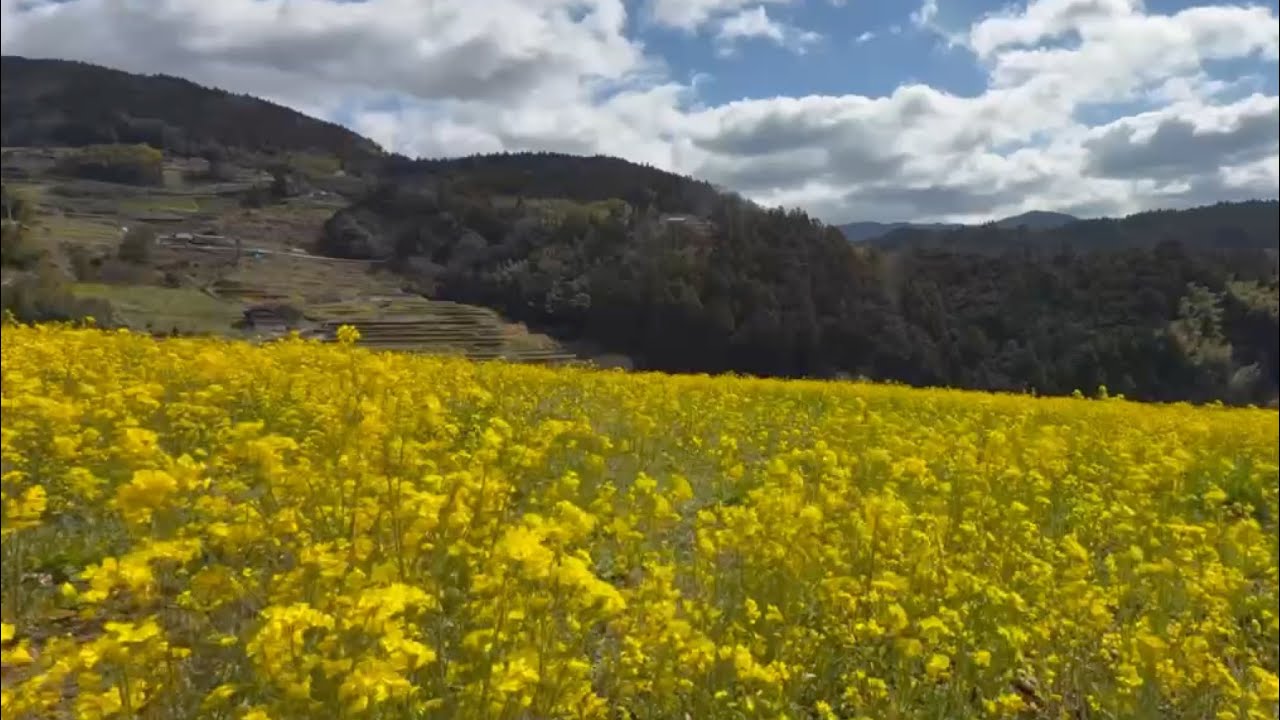 2026/03/04　撮り頃です！　天空の菜の花畑　〜愛媛県内子町〜
