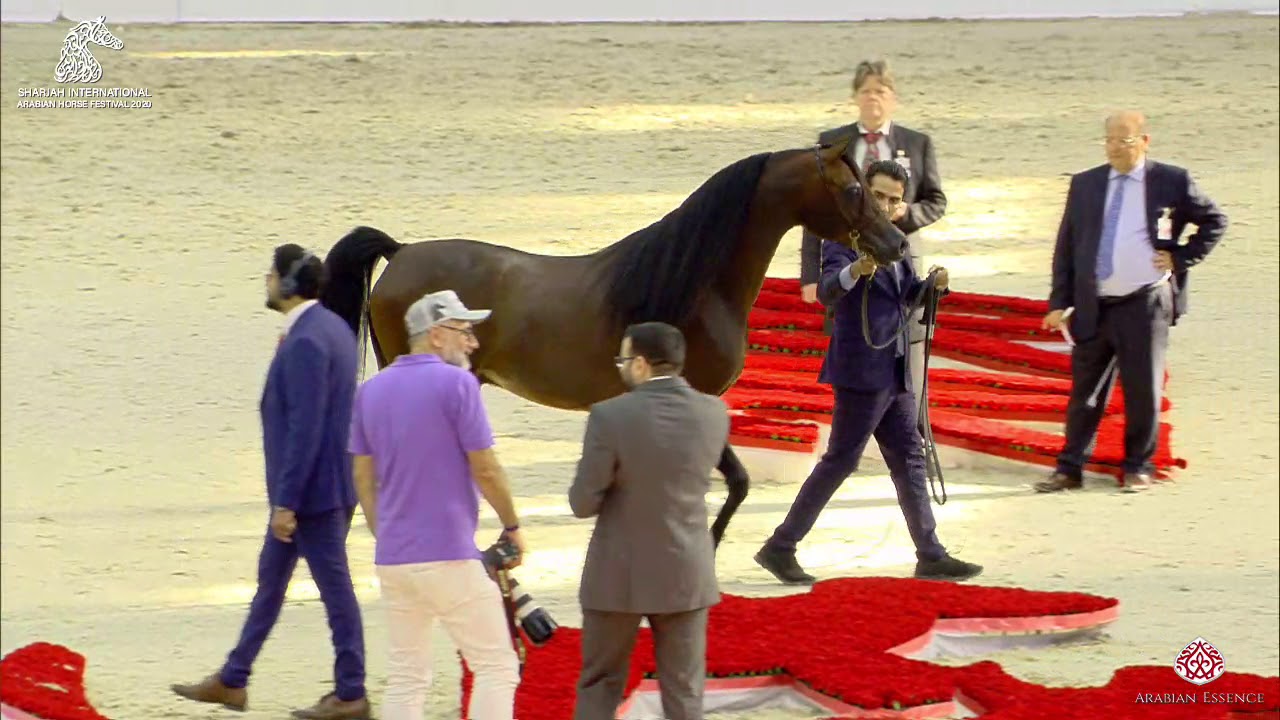 N 231 PROMETEUSZ   Sharjah Arabian Horse Festival 2020   Stallions 7 to 9 Years old Class 11