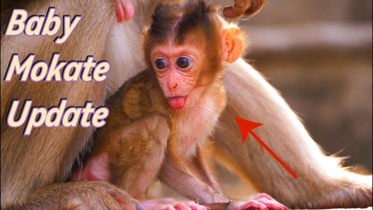 🔴 Baby Mokate Is Growing Fast! | Mama Monkey Moka’s Care Through Three Daily Activities